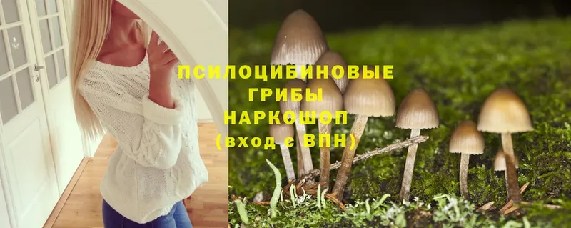 кракен как зайти  Заринск  Галлюциногенные грибы Psilocybe 